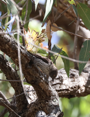 Daphoenositta chrysoptera
