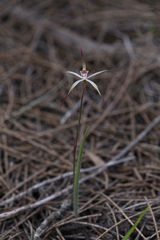 Caladenia exilis