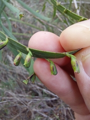 Bossiaea scolopendria