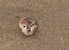 Purpura bufo