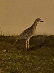 Burhinus capensis capensis