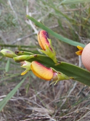 Bossiaea scolopendria