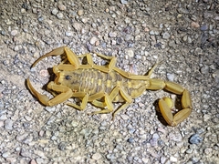 Centruroides sculpturatus