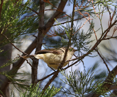 Acanthiza reguloides