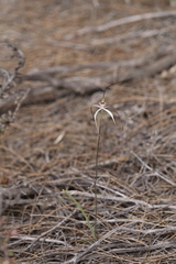 Caladenia exilis