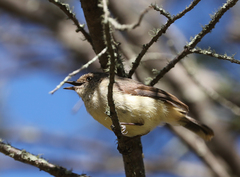 Acanthiza reguloides