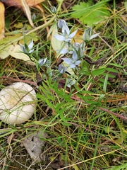 Lomatogonium rotatum