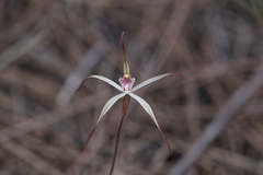 Caladenia exilis