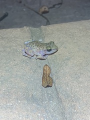 Eleutherodactylus marnockii