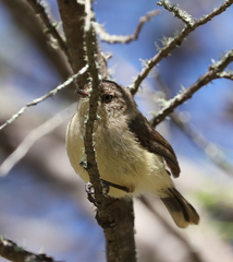 Acanthiza reguloides
