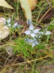 Lomatogonium rotatum