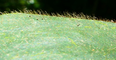 Costus sepacuitensis