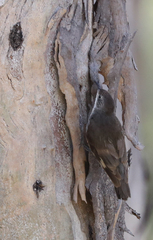 Cormobates leucophaea
