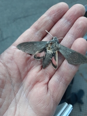 Hyles vespertilio