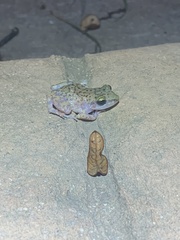 Eleutherodactylus marnockii