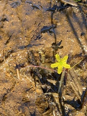 Ranunculus flammula