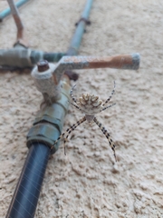 Argiope lobata