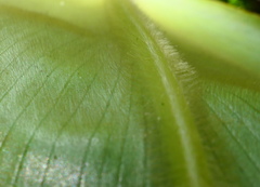 Costus sepacuitensis
