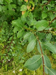 Salix pseudomonticola