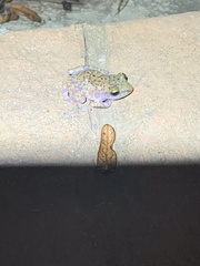 Eleutherodactylus marnockii