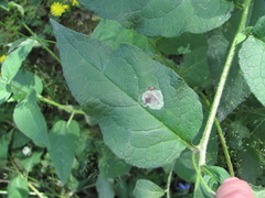 Phytomyza medicaginis