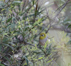 Zosterops lateralis