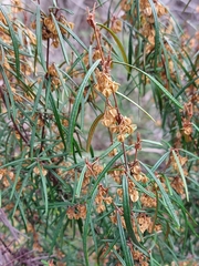Lasiopetalum ferrugineum