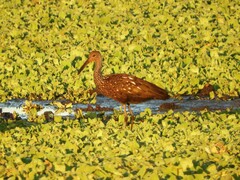 Aramus guarauna