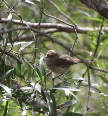 Acanthiza pusilla