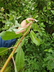 Salix pseudomonticola