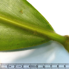 Costus sepacuitensis