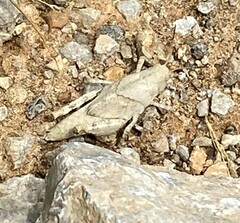 Dissosteira carolina