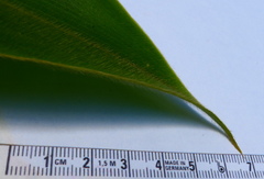 Costus sepacuitensis
