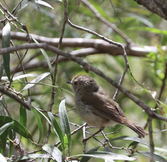Acanthiza pusilla