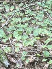 Maianthemum bifolium