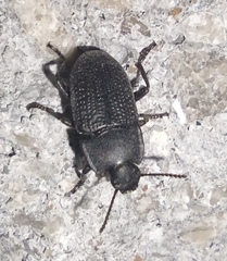 Asiopus minimus