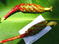 Costus sepacuitensis