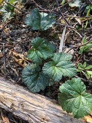 Rubus chamaemorus