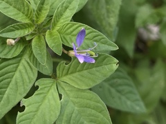 Cleome rutidosperma