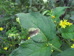 Phytomyza medicaginis