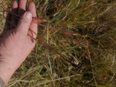 Scorzonera parviflora