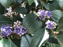 Memecylon ligustrifolium