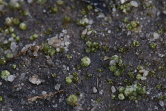 Monocarpus sphaerocarpus