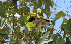 Melithreptus lunatus