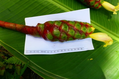 Costus sepacuitensis