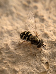 Eupeodes volucris