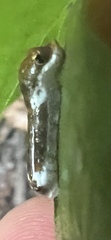Papilioninae