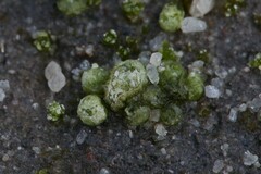 Monocarpus sphaerocarpus