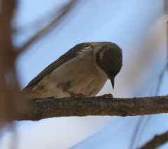 Melithreptus brevirostris