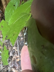 Papilioninae
